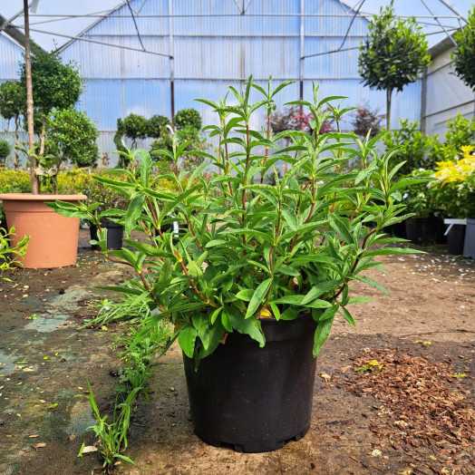 122407