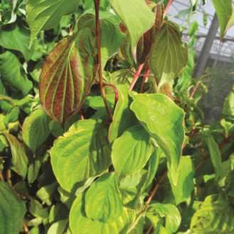 121394