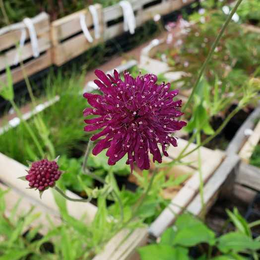 00028439_01