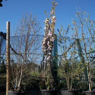 PRUNUS serrulata Amanogawa C 110 L 350/400
