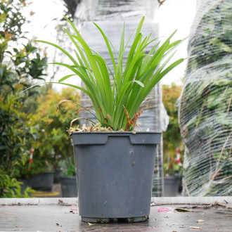 LIRIOPE muscari Big blue C 02 L