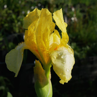 IRIS germanica Lady snowflake G09