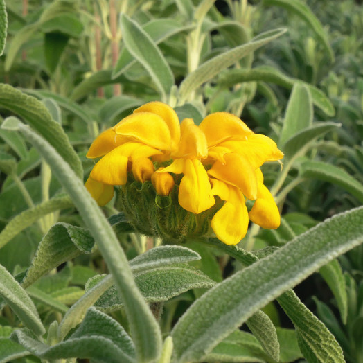 PHLOMIS fruticosa Bourgaei C 03 L