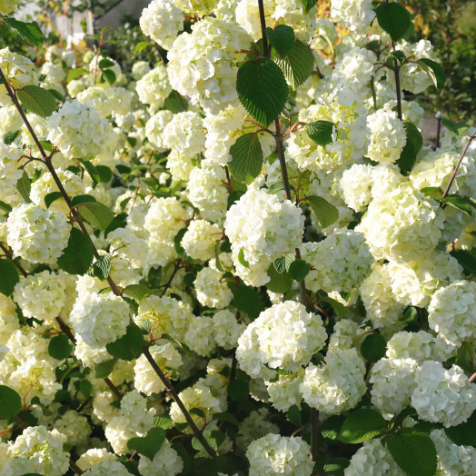 VIBURNUM plicatum Opening day C 30 L 100/125