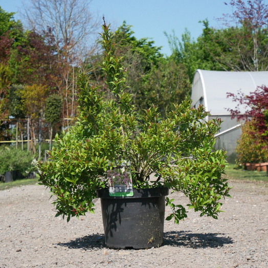 WEIGELA x Picobella rosa C 10 L