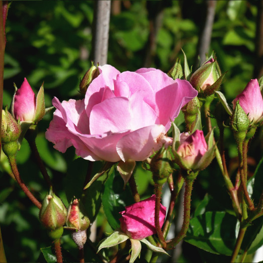 ROSA banksiae Rosea C 06 L