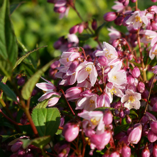 DEUTZIA x Yuki cherry blossom C 3.6 L