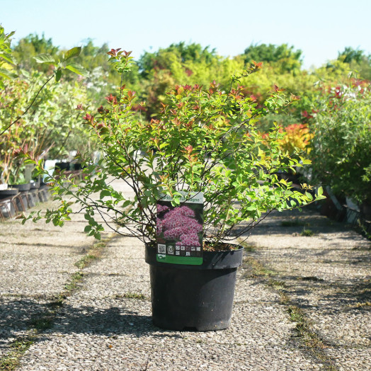 SPIRAEA japonica Sparkling champagne C 3.6 L