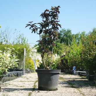 SAMBUCUS nigra Black tower C 10 L