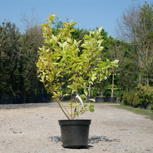 CORNUS alba Aurea C 07 L