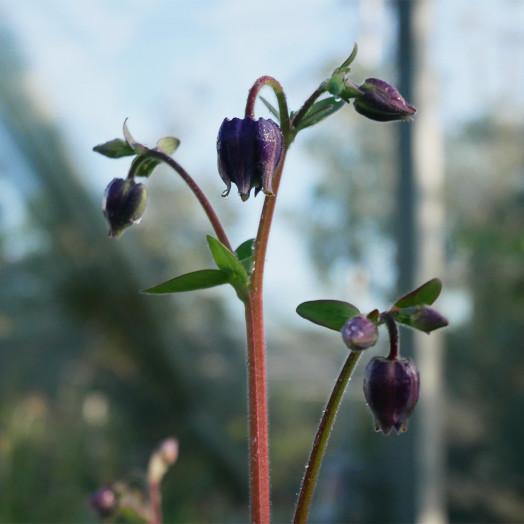 AQUILEGIA alpina C 1.3 L
