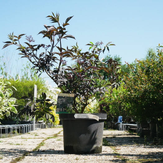 SAMBUCUS nigra Black beauty C 10 L