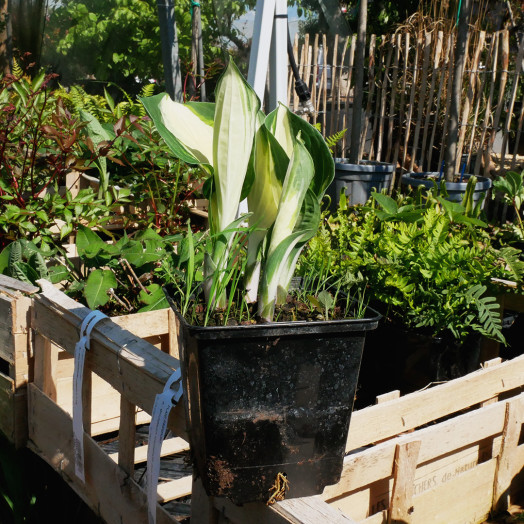 HOSTA x Fire and ice C 1.3 L