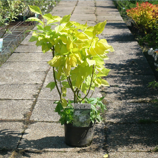 CORNUS alba Aurea C 3.6 L 60/+