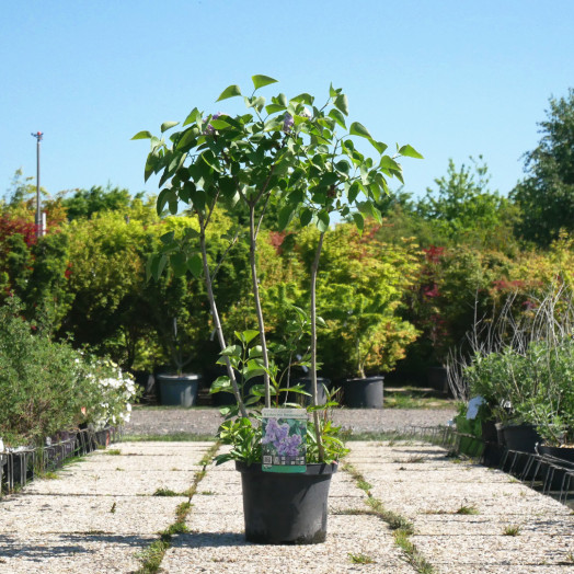 SYRINGA vulgaris C 05 L 60/+