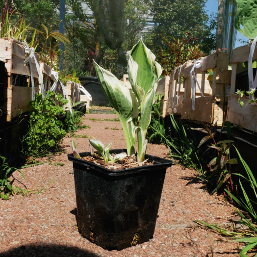 HOSTA x Patriot C 1.3 L