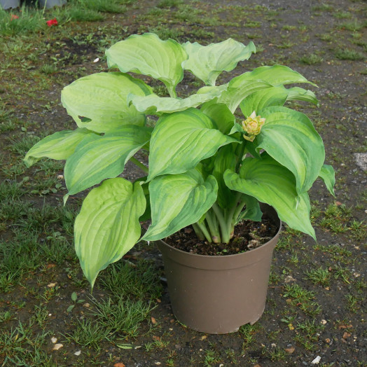 HOSTA x Old glory C 10 L