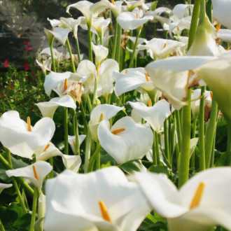 00010189_03 arum blanc c5 02