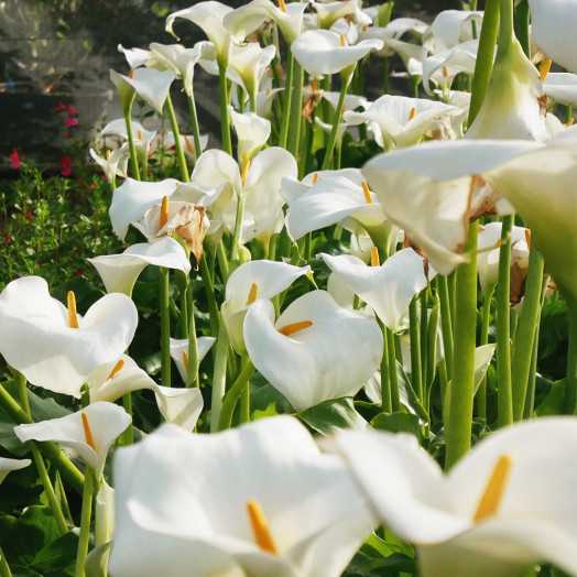 00010189_03 arum blanc c5 02