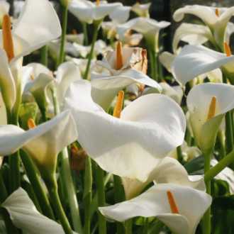00010189_03 arum blanc c5