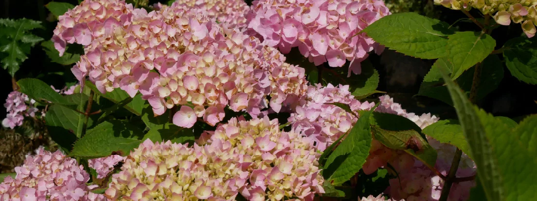 HYDRANGEA
