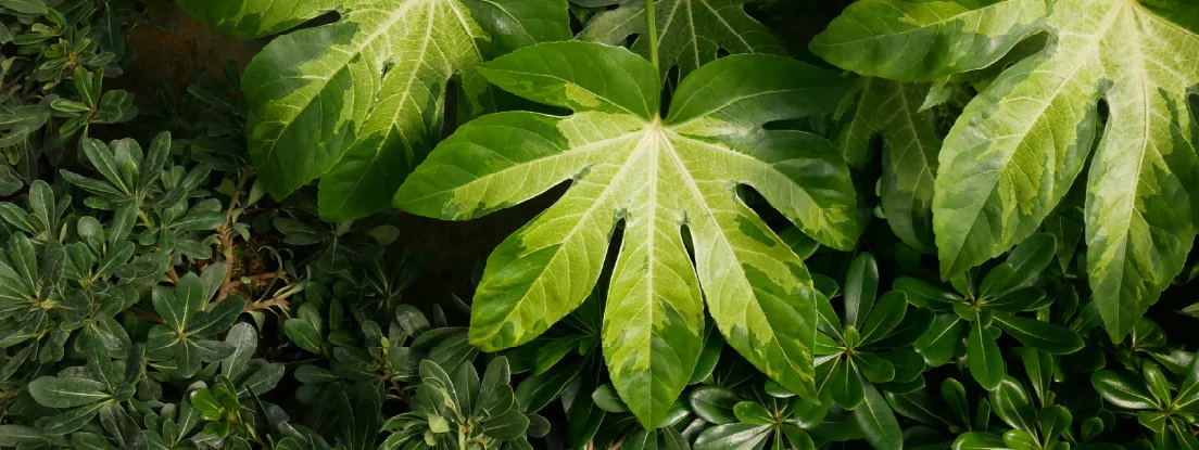 FATSIA